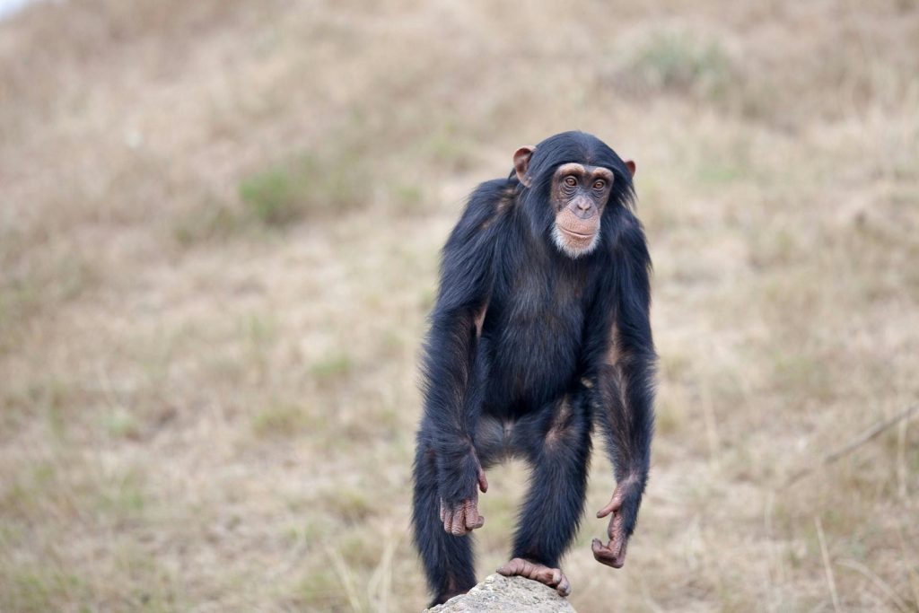 monkey showing his ape index